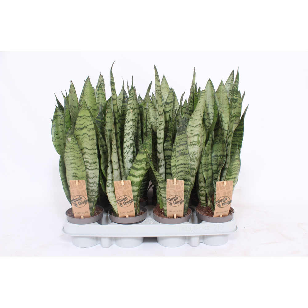 Sansevieria zeylanica.