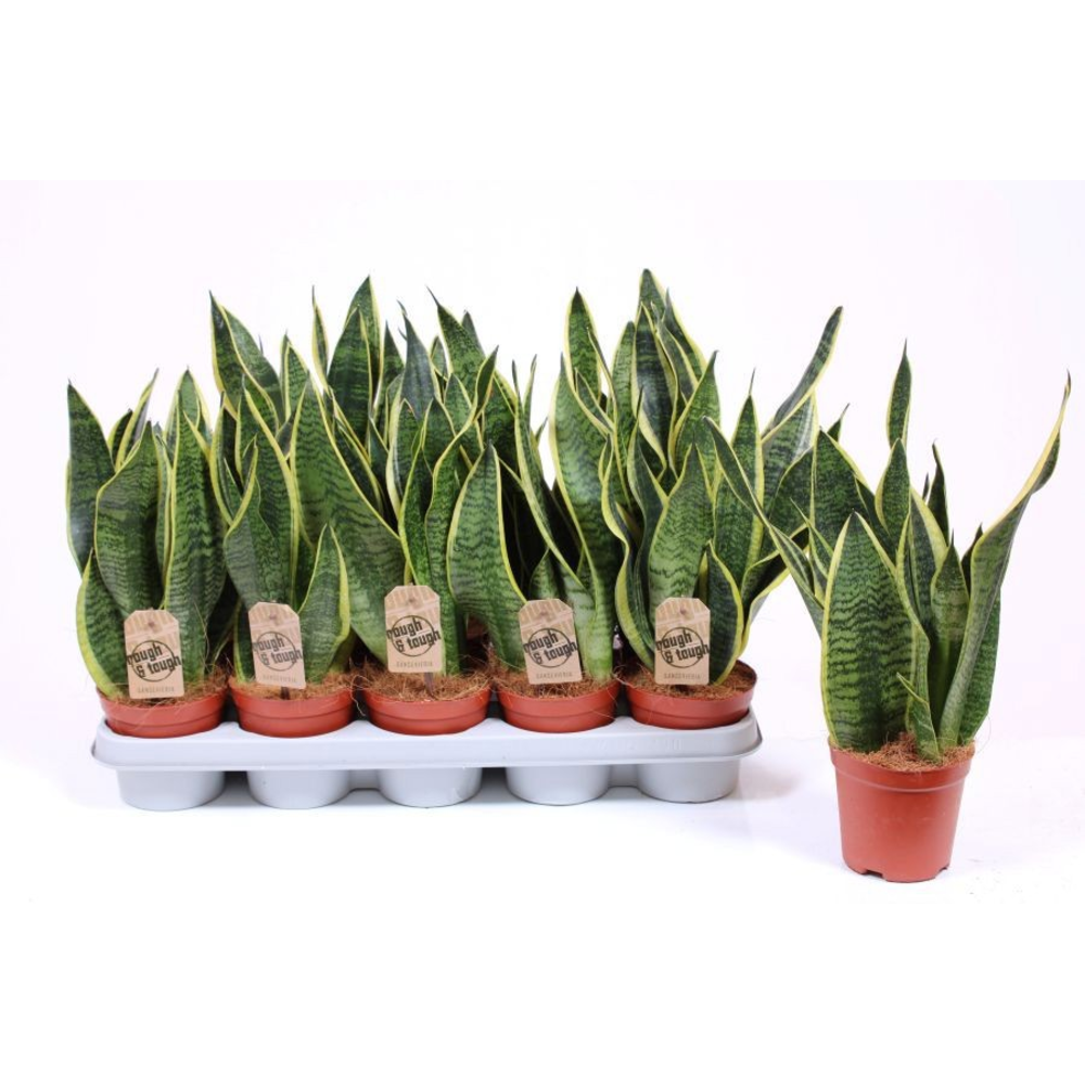 Sansevieria Superba.
