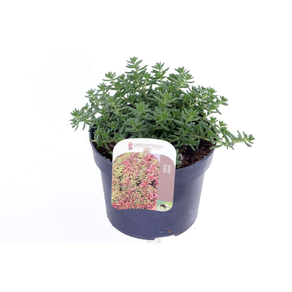 Sedum album Coral Carpet.