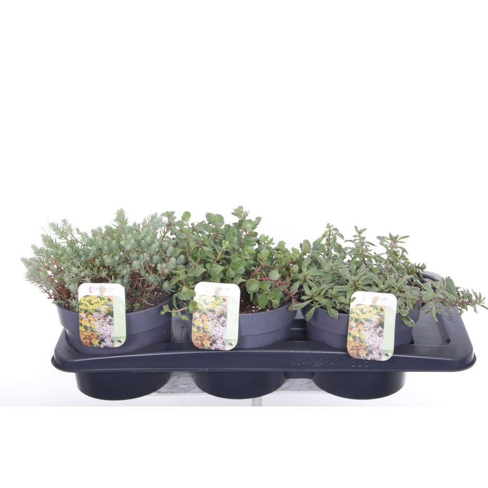 Sedum mix in tray.
