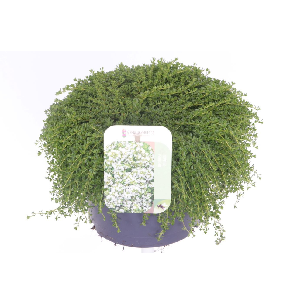 Thymus praecox Albiflorus.