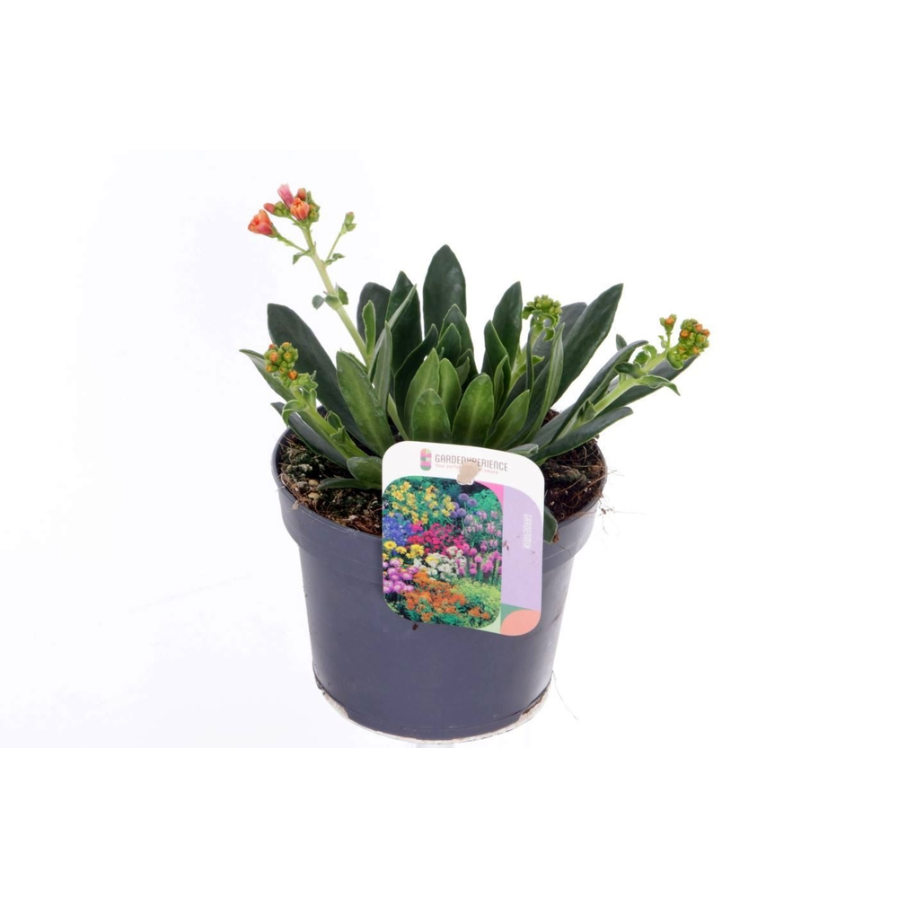 Lewisia cotyledon.
