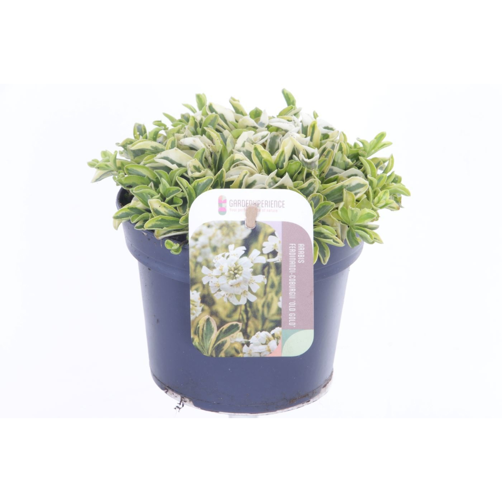 Arabis f-c Old Gold.