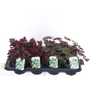 Heuchera mix.