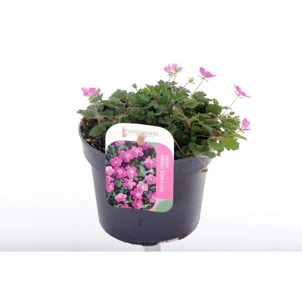 Elbrus terracotta Antik Choko Indoor.