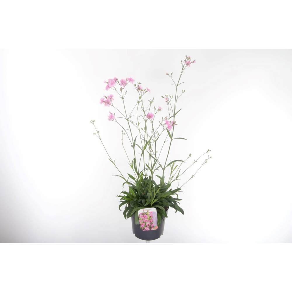 Lychnis Jenny.