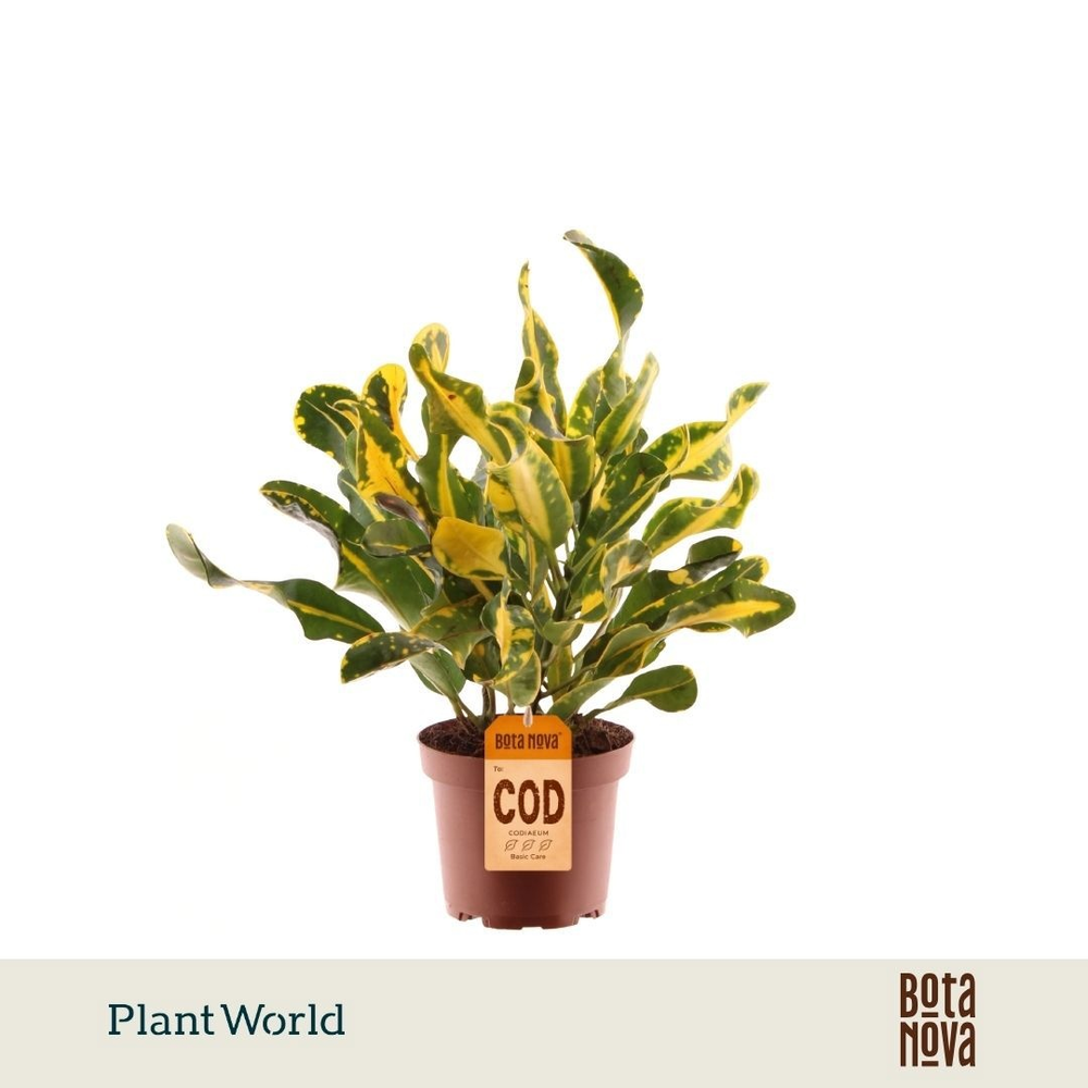 Croton Yellow Mammi 3pp kopstek (Decorum).