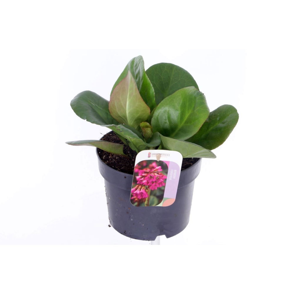 Bergenia cordifolia Eroica.