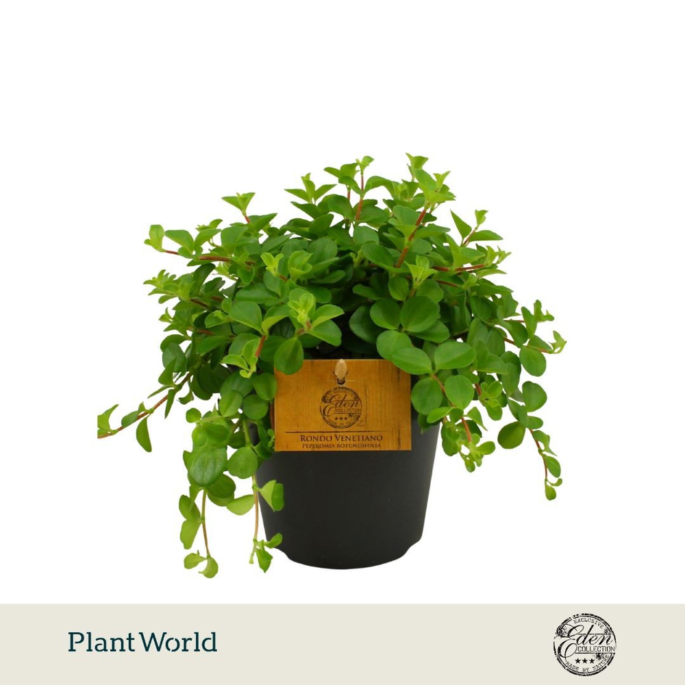 Peperomia Rotundifolia 12cm.