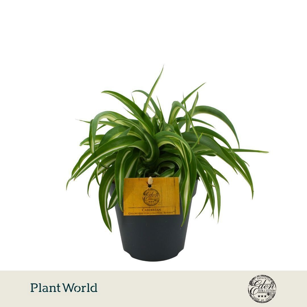 Chlorophytum Bonnie 12cm.