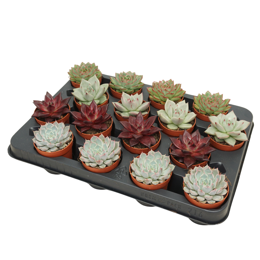 Echeveria mix 7 cm.