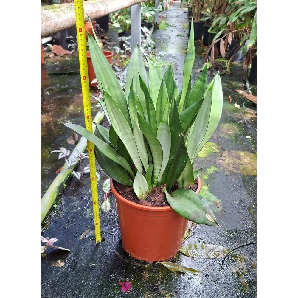 Sansevieria Moonshine 70.