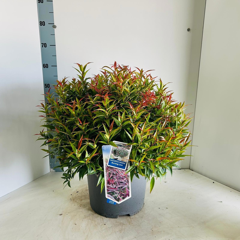 Leucothoë keiskei 'Burning Love'.
