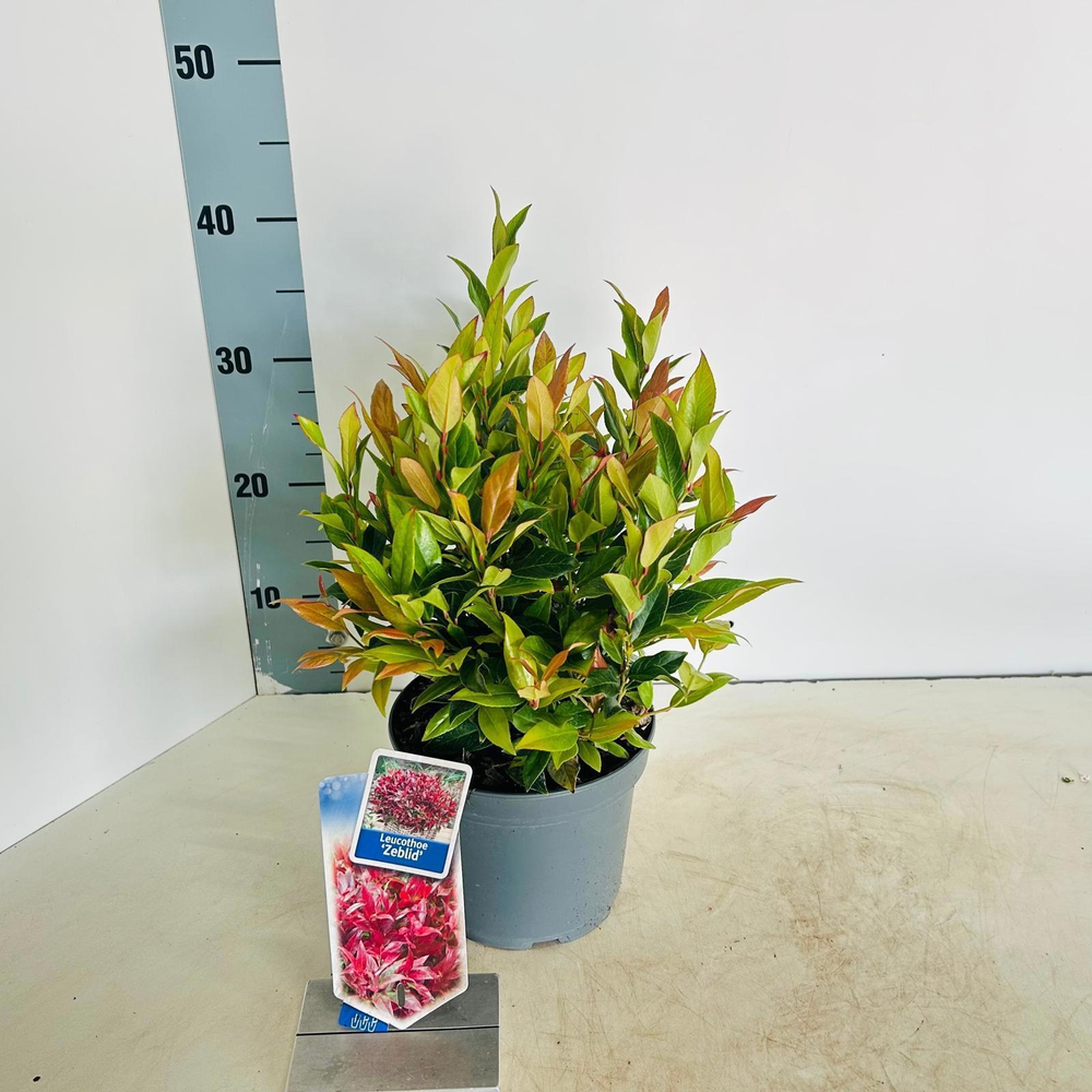 Leucothoe 'Zeblid'.