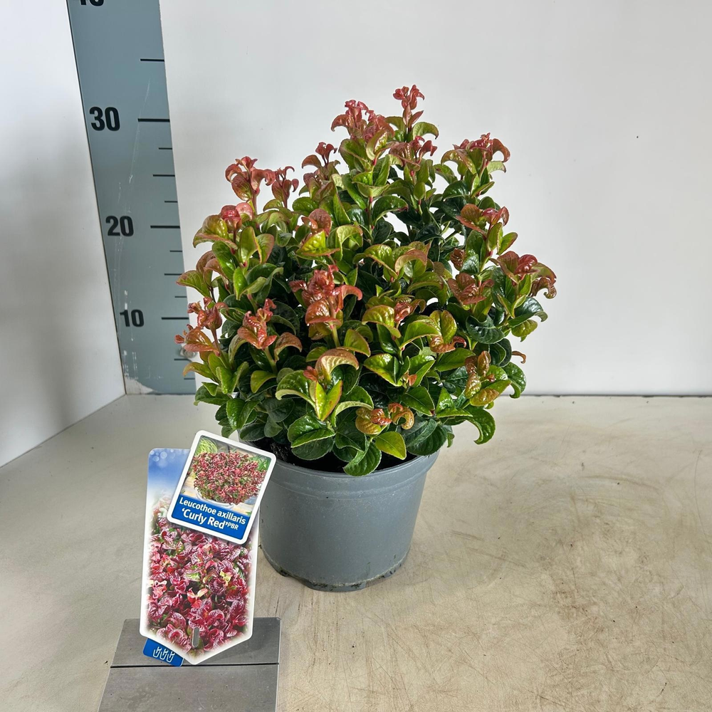 Leucothoe axillaris ‘Curly Red’ PBR.