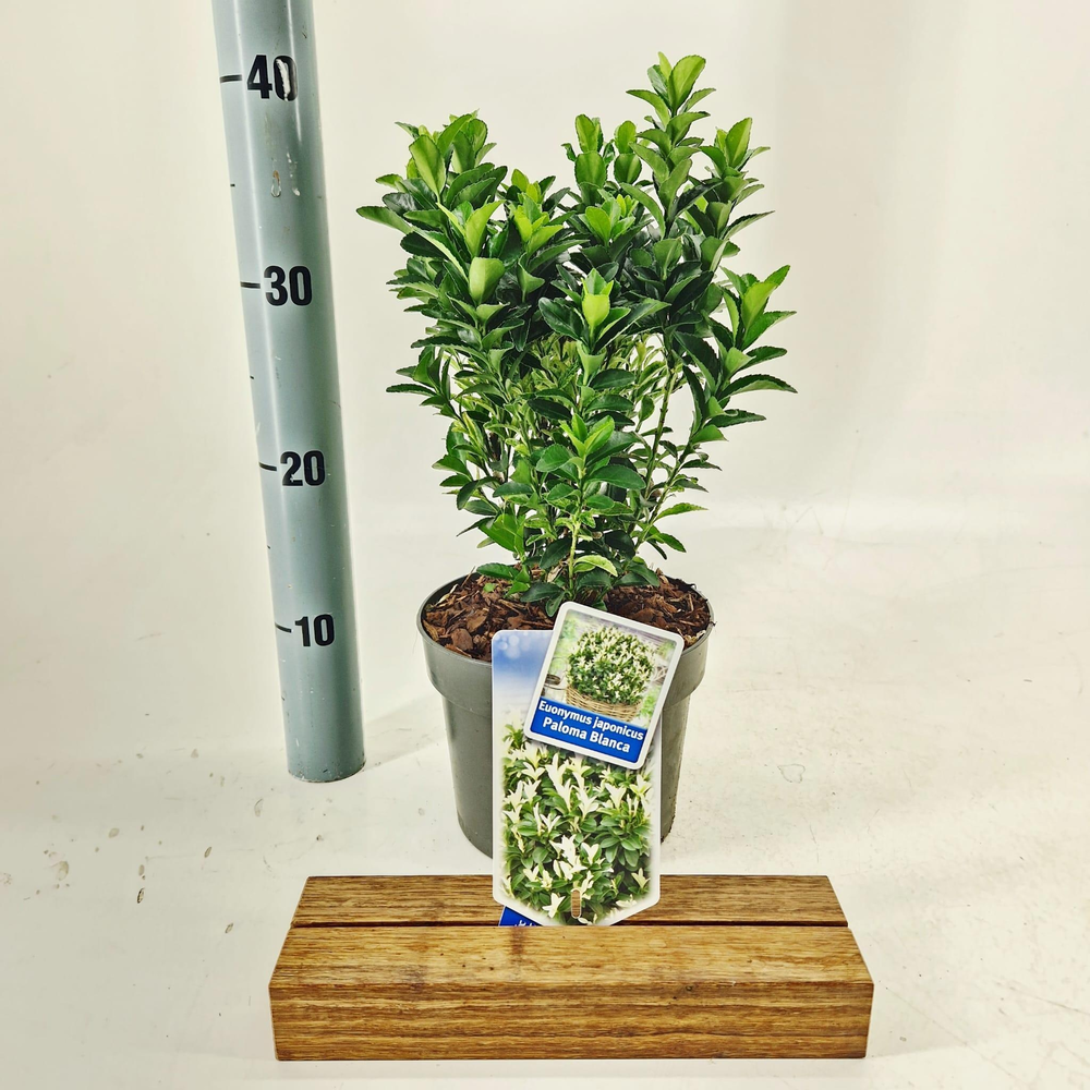 Euonymus jap. Paloma Blanca ('Lankveld03'PBR).