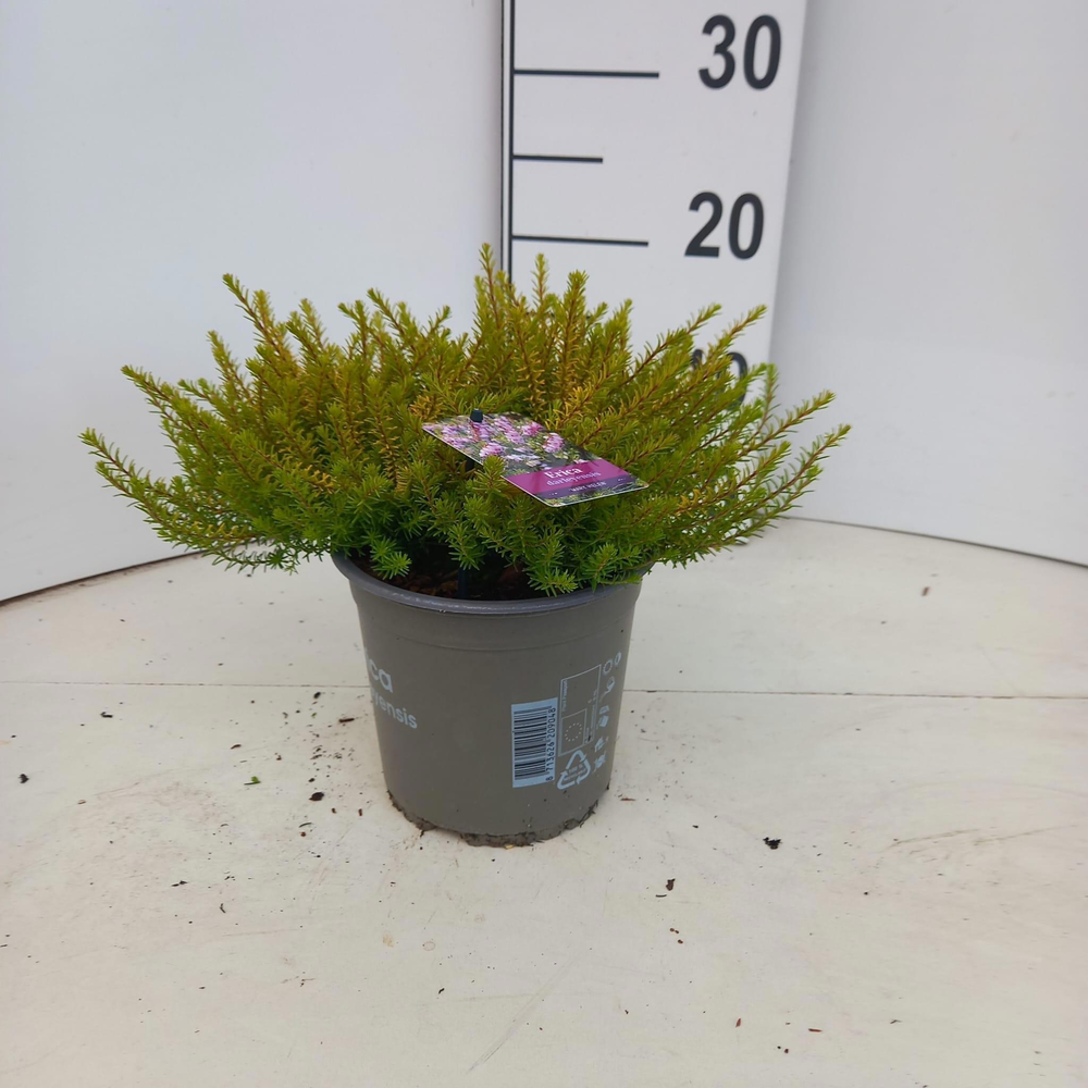 Erica darl. 'Mary Helen'.