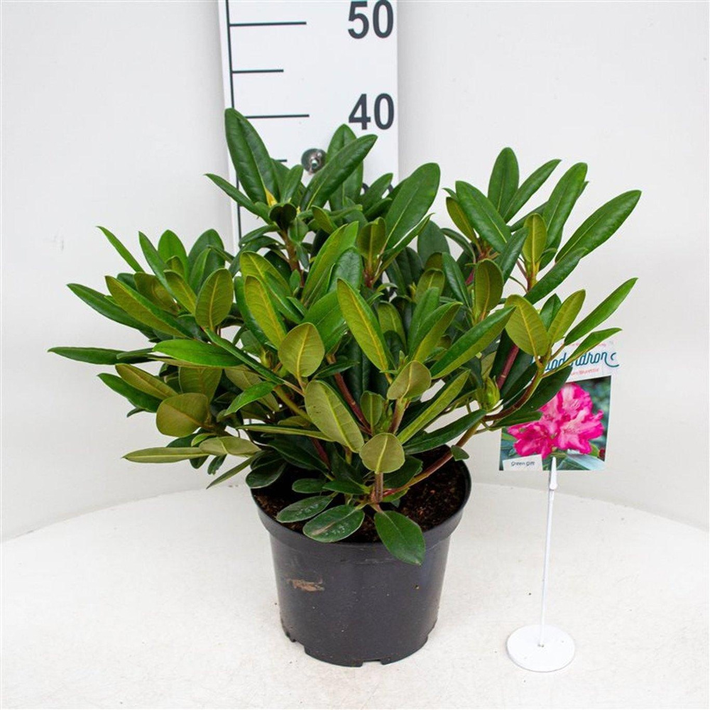 Rhododendron (Y) 'Blurettia'.