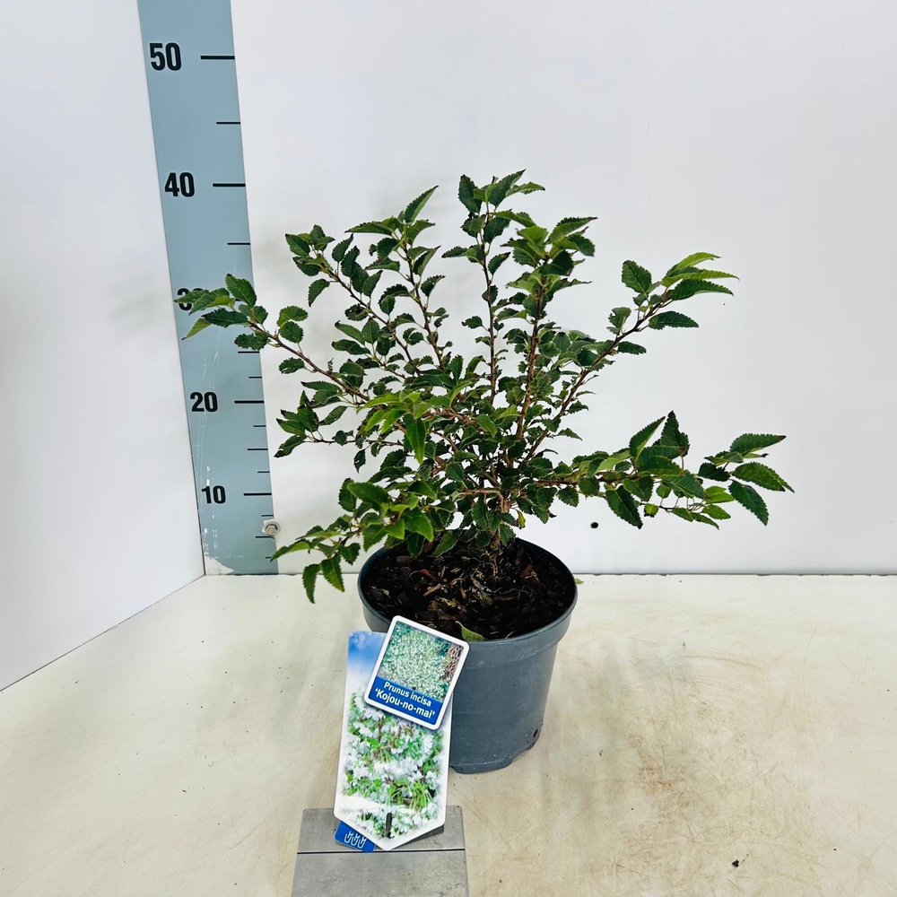 Prunus incisa 'Kojou-no-mai'.
