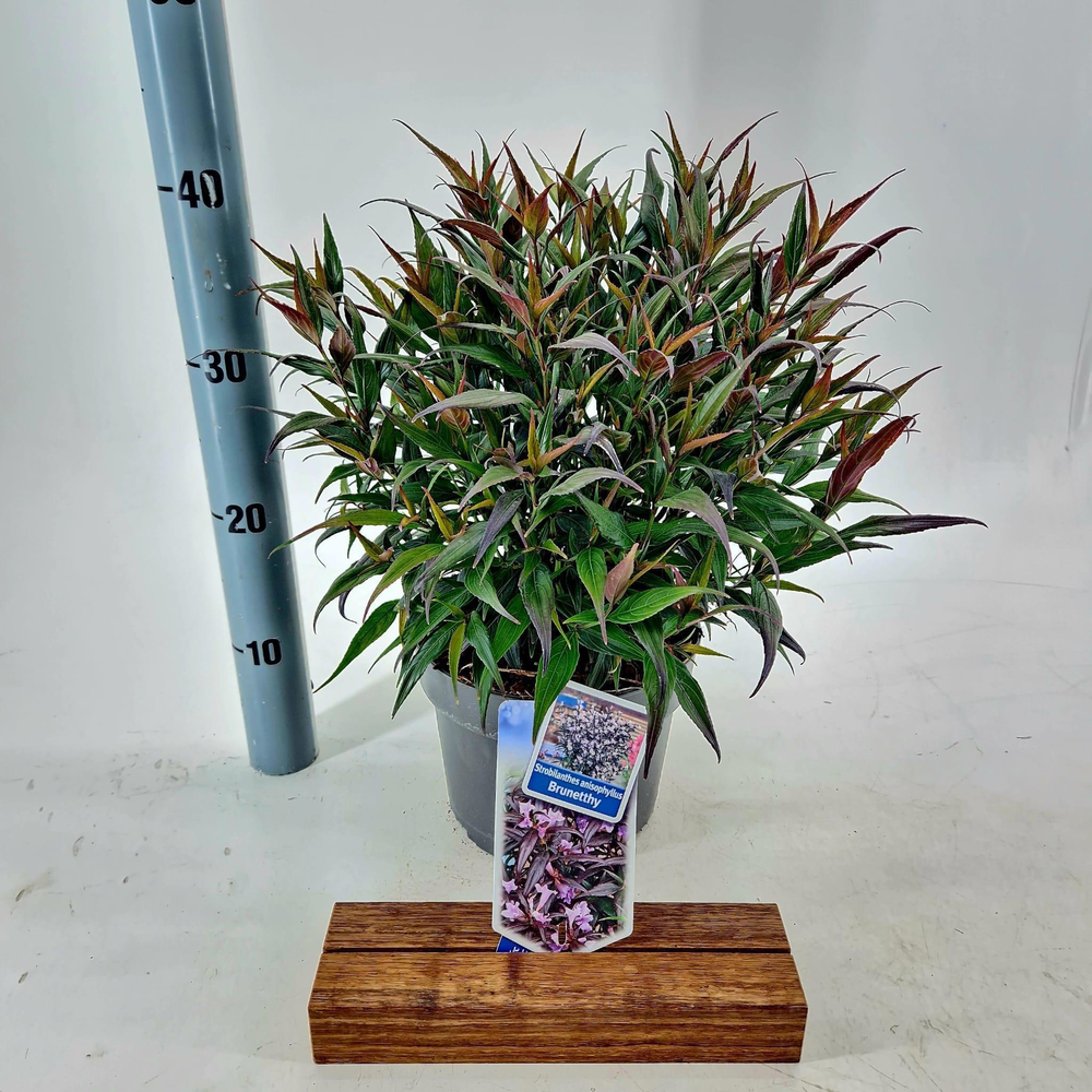 Strobilanthes anisophyllus Brunetthy ('Lankveld15'.