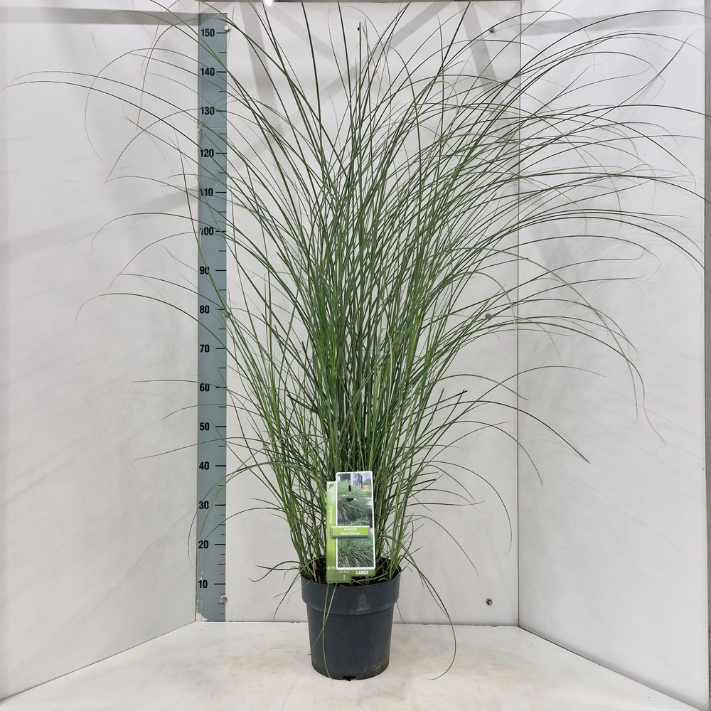 Miscanthus sin. 'Gracillimus'.