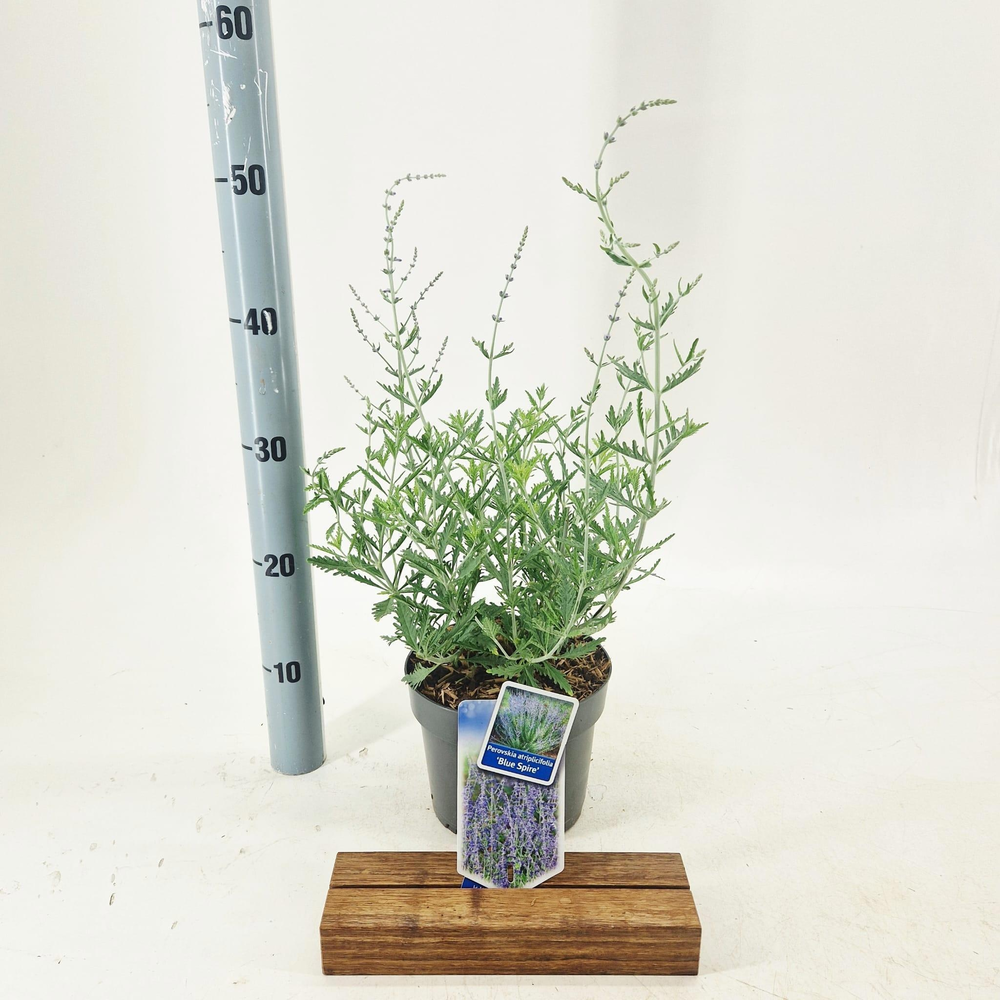 Perovskia atripicifolia 'Blue Spire'.