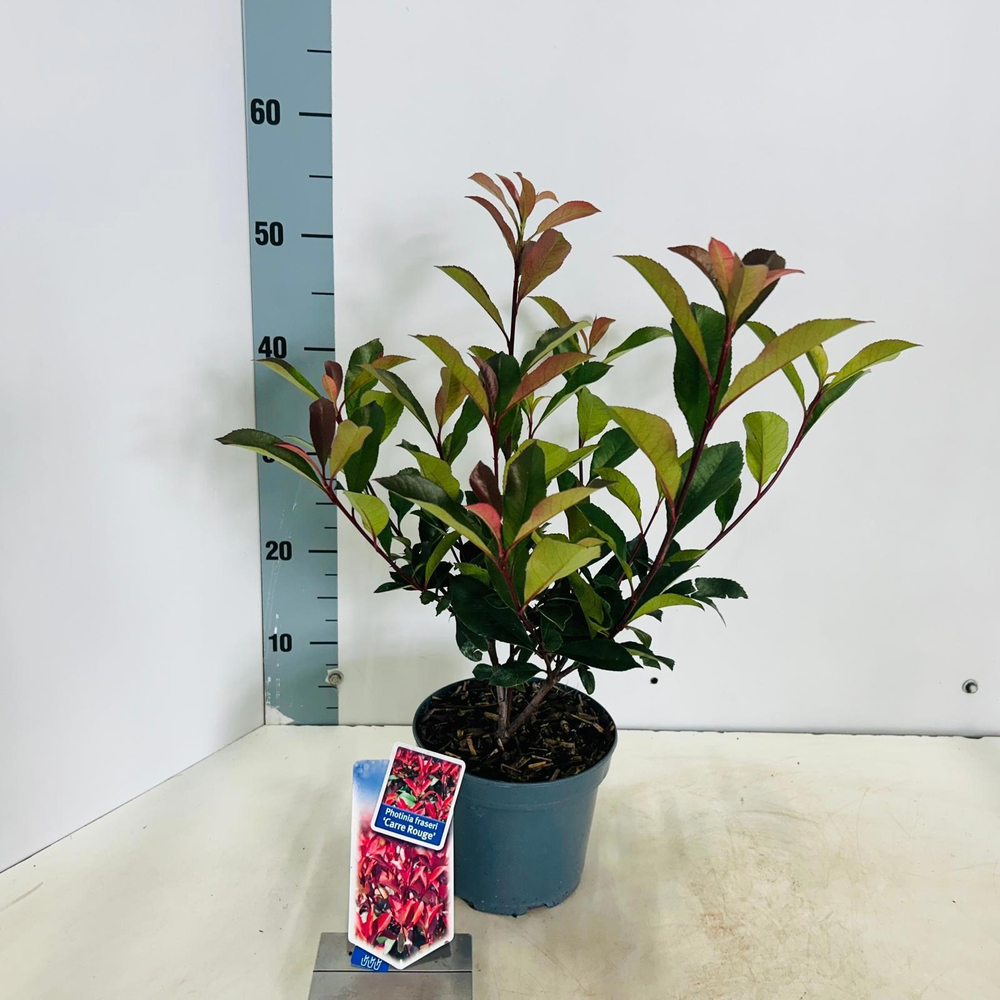 Photinia fraseri 'Carré Rouge'.
