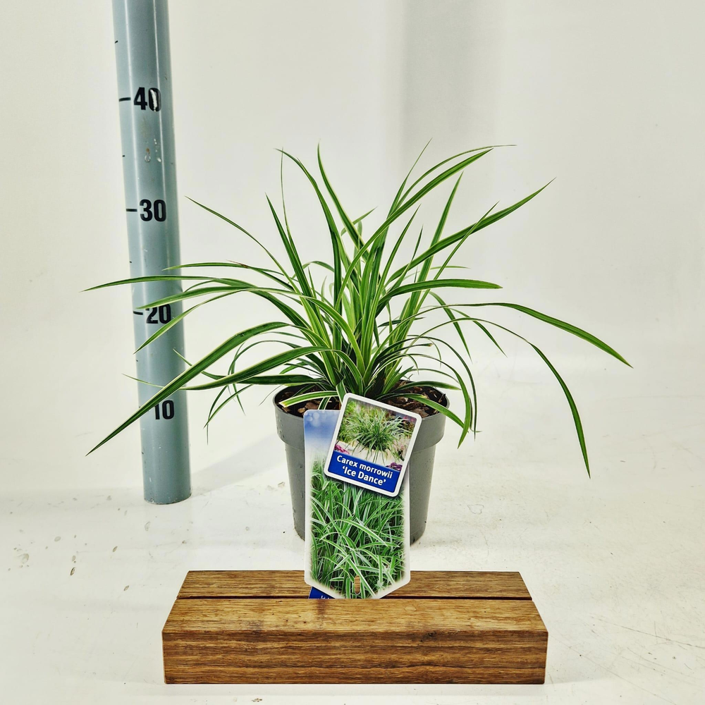 Carex morrowii 'Ice Dance'.