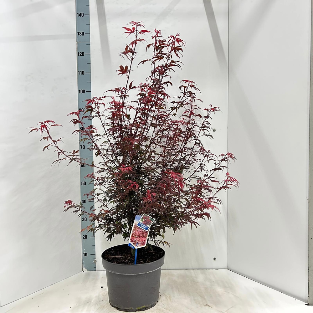 Acer pal. 'Shaina'.