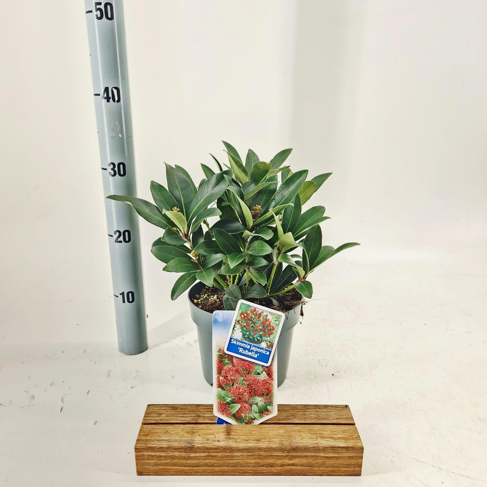 Skimmia jap. 'Rubella'.