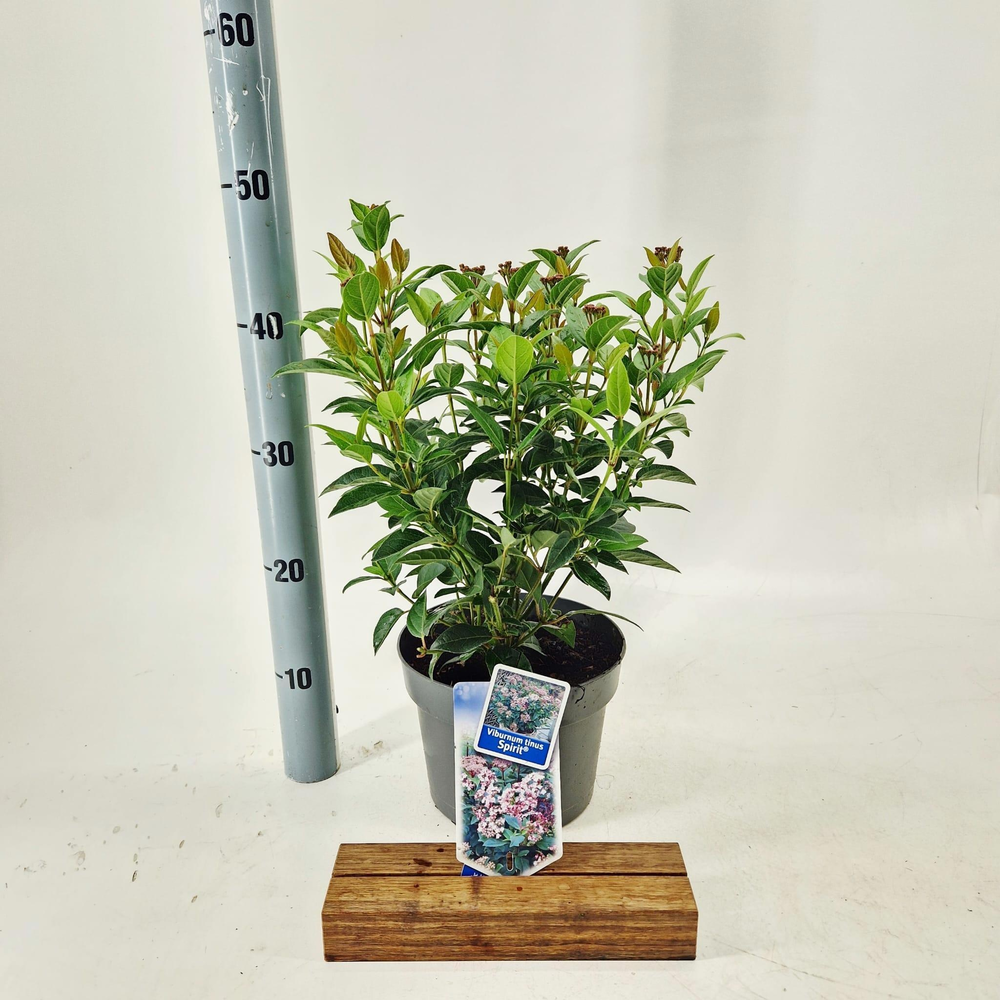 Viburnum tinus Spirit ('Anvi'PBR).
