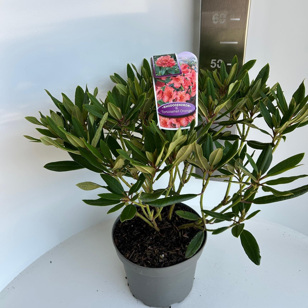 Rhododendron 'Tortoiseshell Orange'.