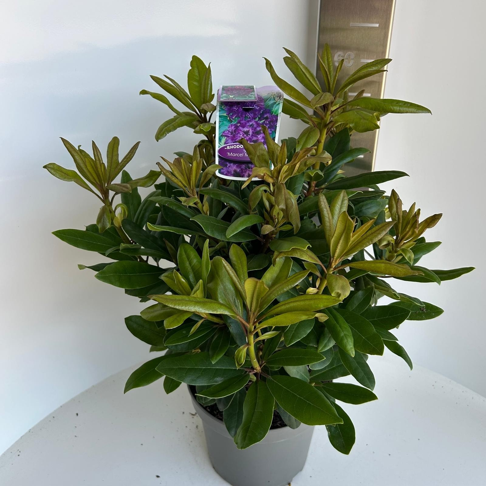 Rhododendron (p) 'Marcel Menard'.