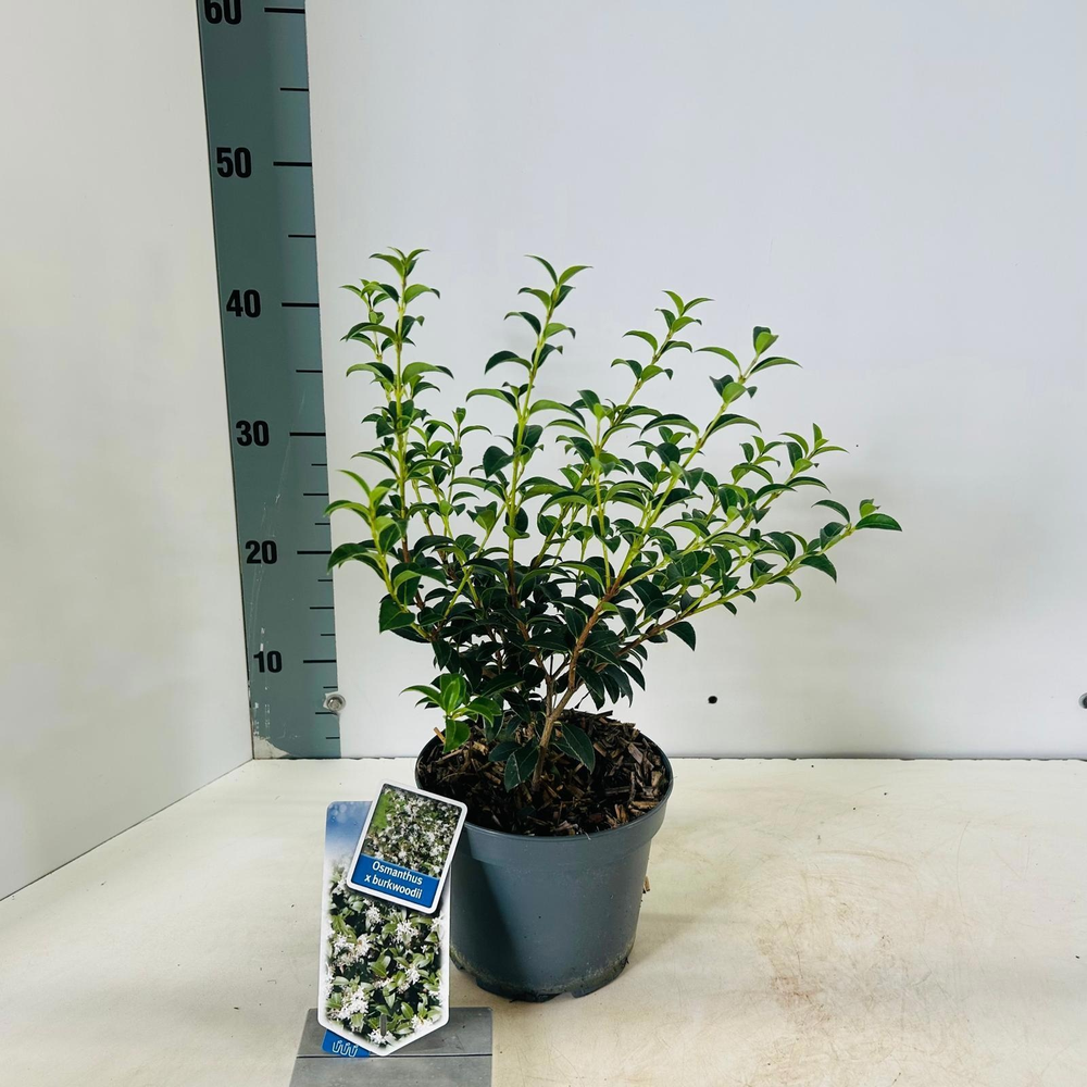 Osmanthus burkwoodii.