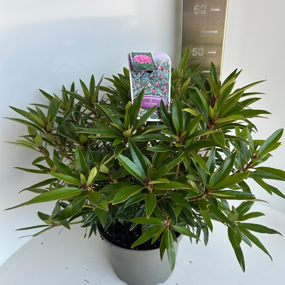 Rhododendron ponticum 'Graziella'.
