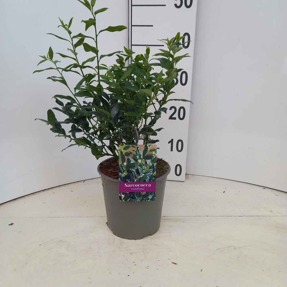 Sarcococca confusa.