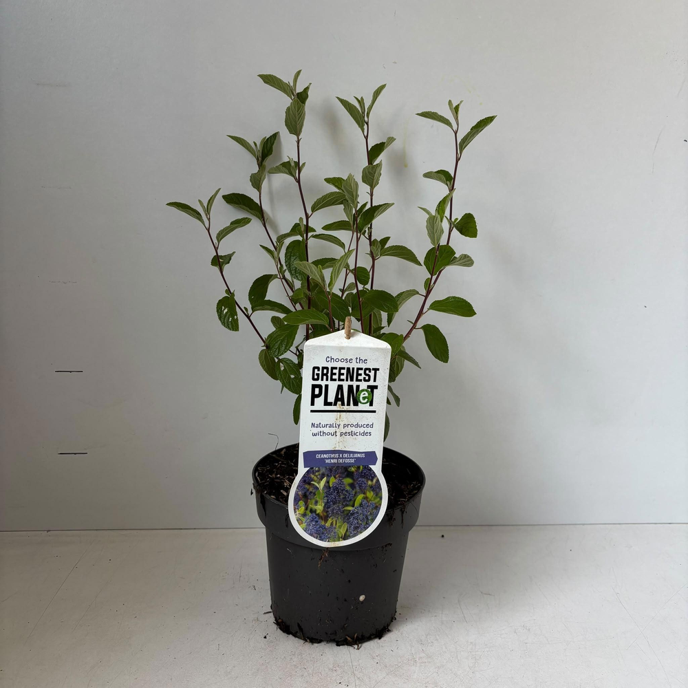 Ceanothus del. 'Henri Défossé'.