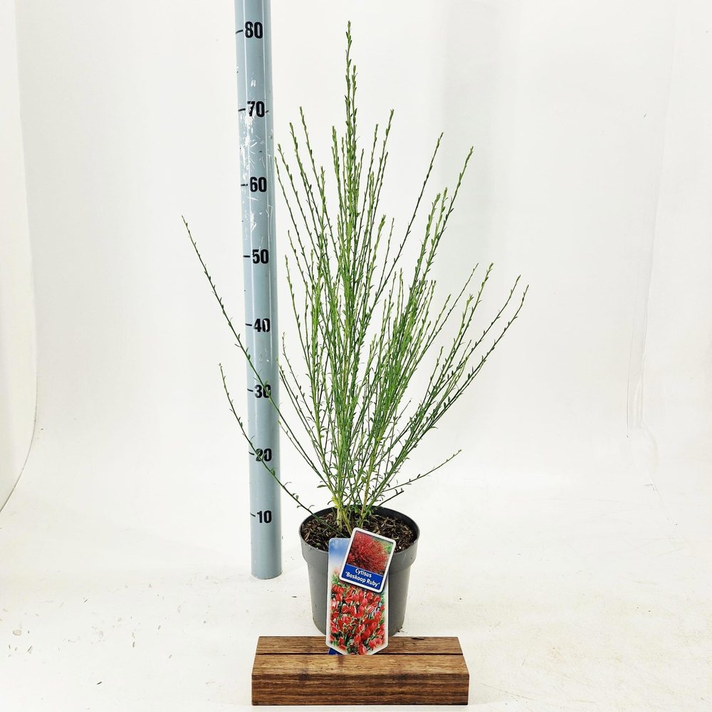 Cytisus praecox 'Boskoop Ruby'.