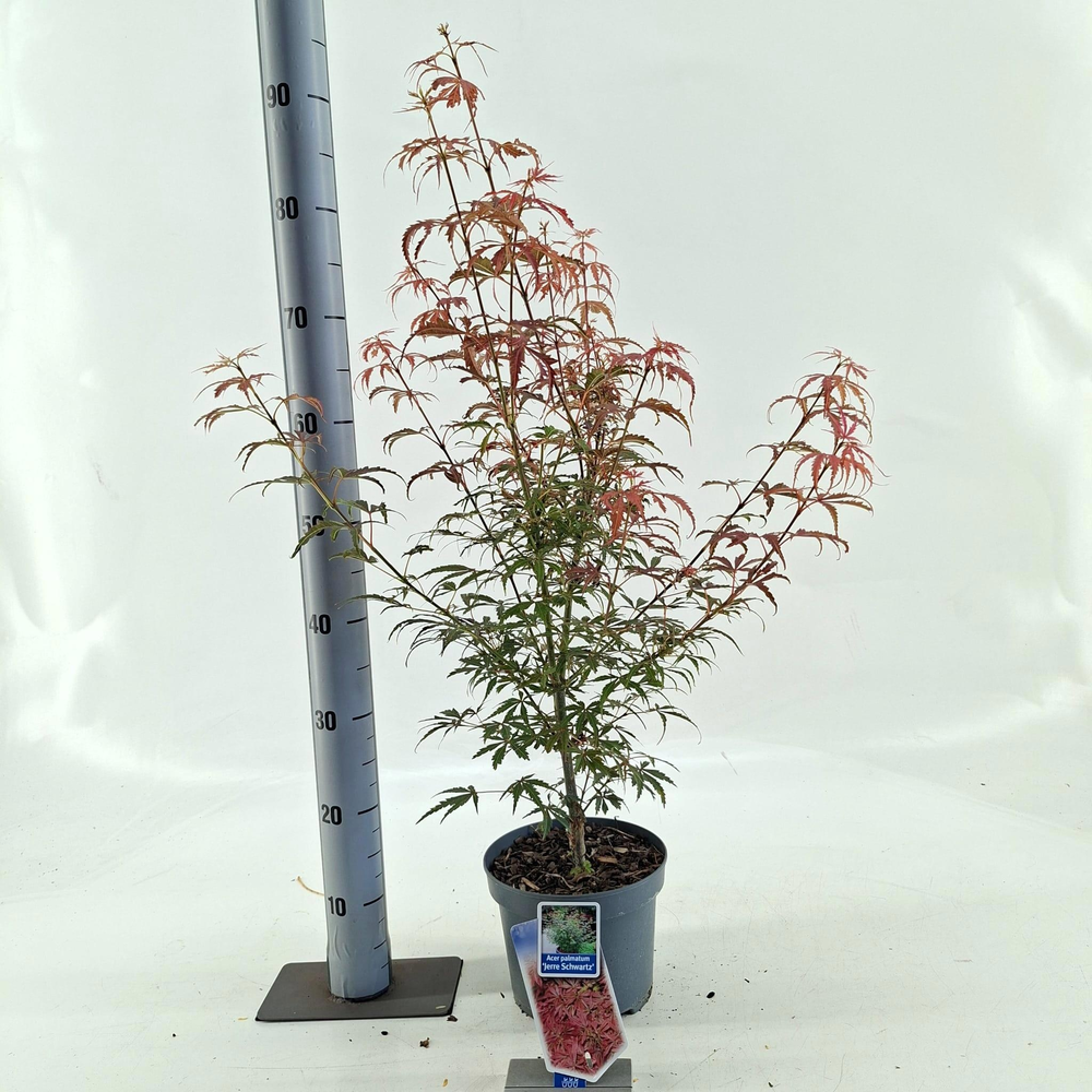 Acer pal. 'Jerre Schwartz'.