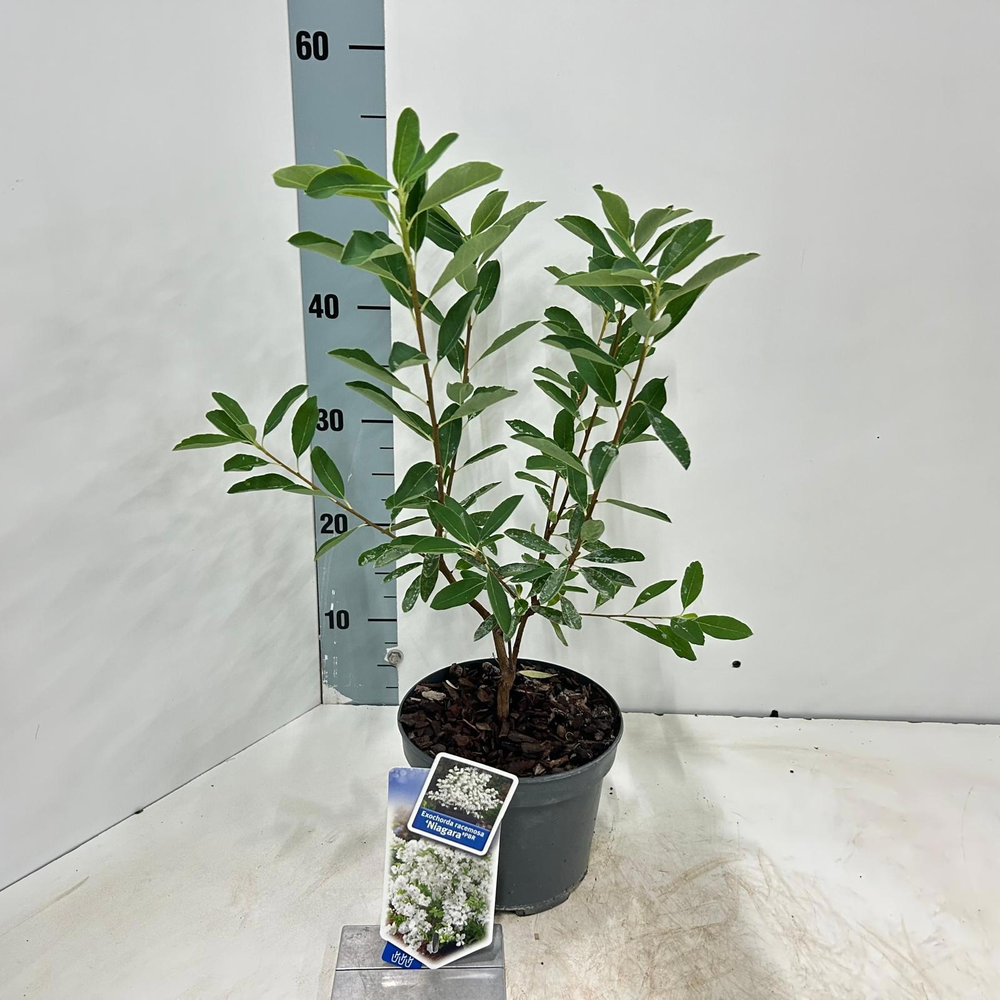 Exochorda racemosa 'Niagara' PBR.