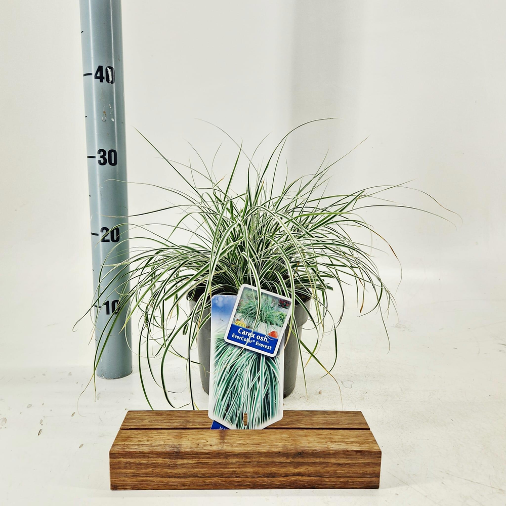 Carex oshimensis EverColor® Everest ('Fiwhite'PBR).