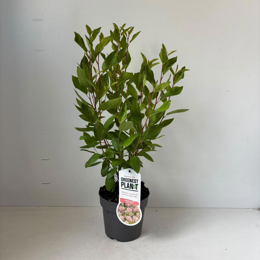 Ceanothus pallidus 'Marie Simon'.