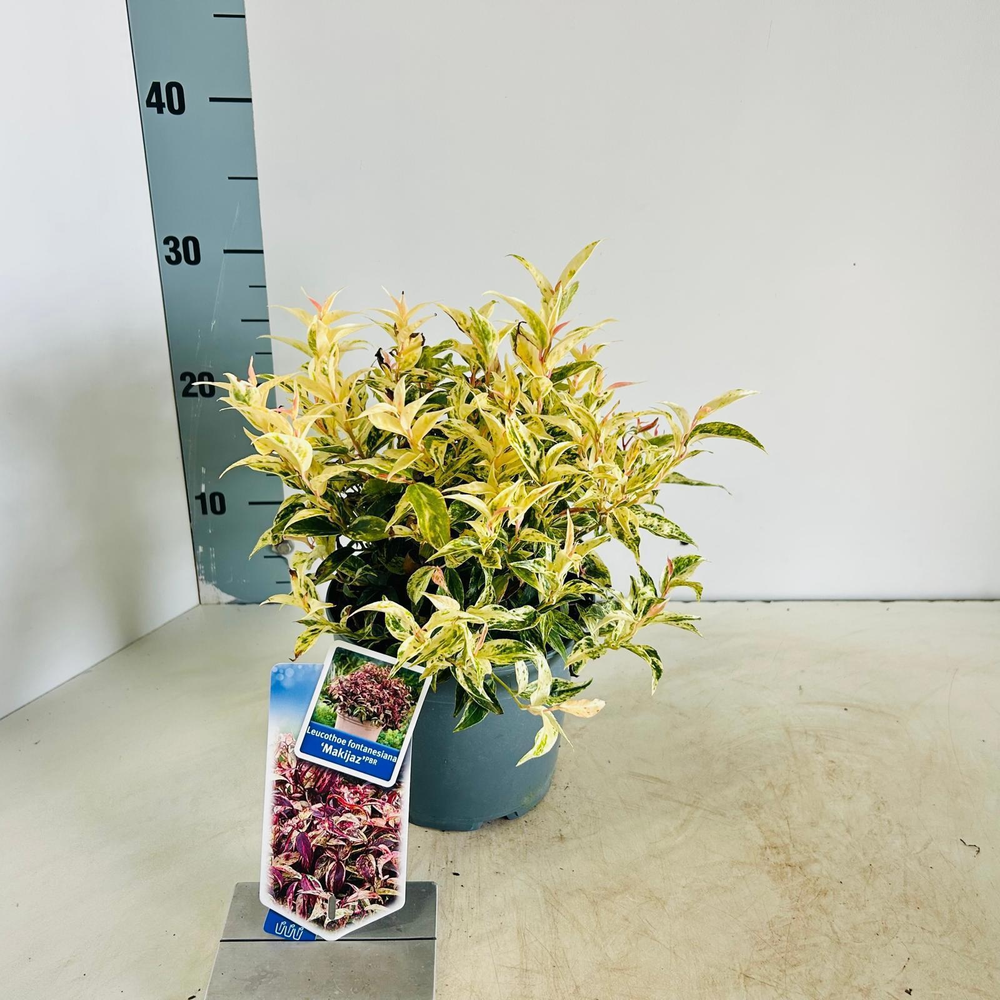 Leucothoe fontanesiana 'Makijaz' PBR.