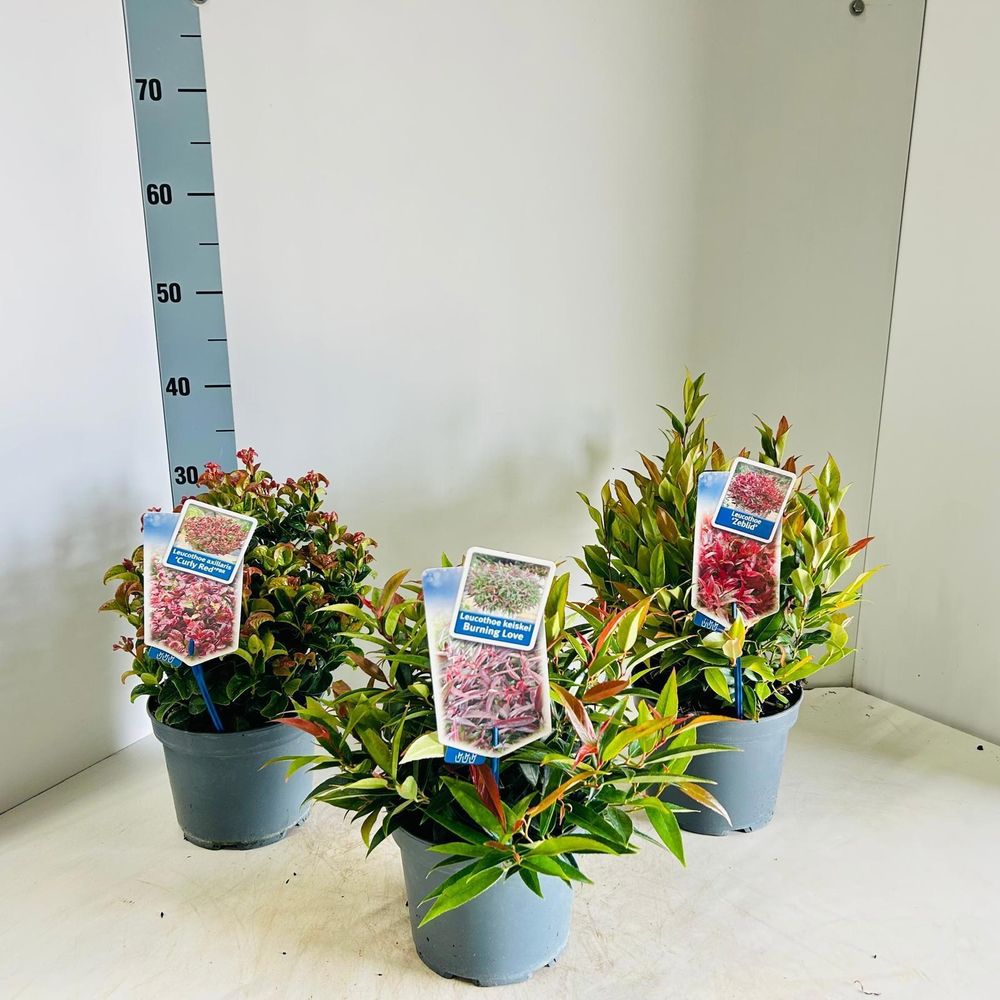 Leucothoë in soorten (minimum order one layer).