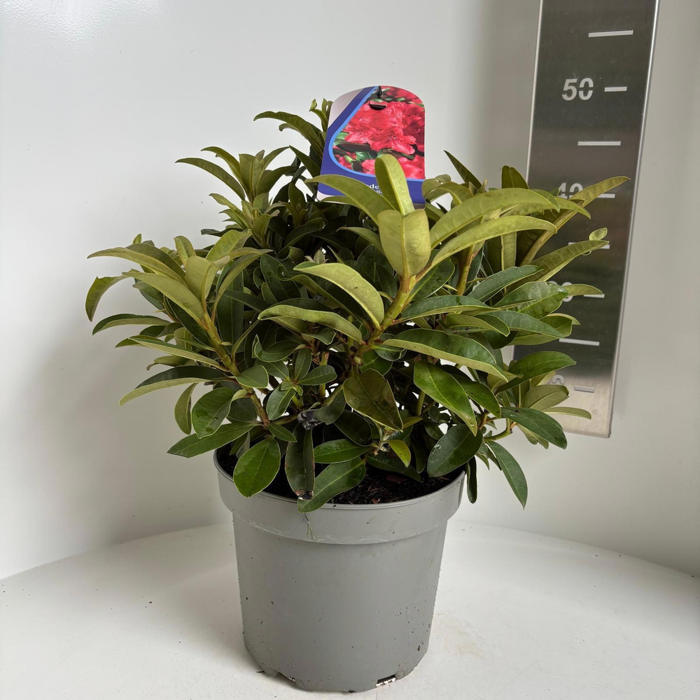 Rhododendron 'Wilgen's Ruby'.