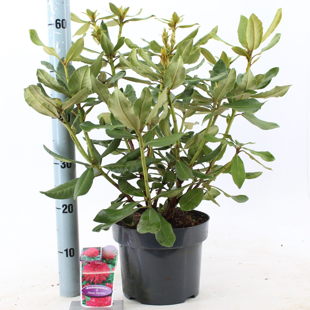 Rhododendron 'Nova Zembla'.