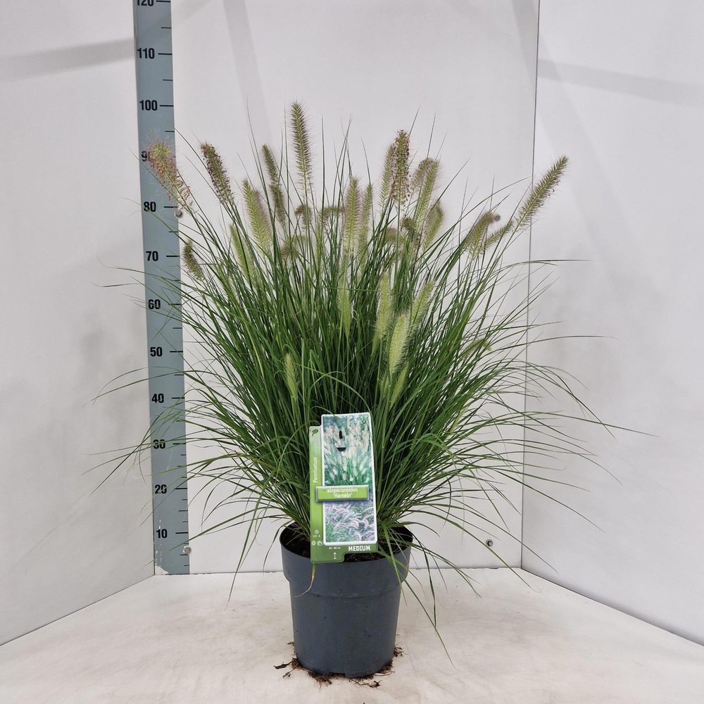 Pennisetum alopecuroides 'Hameln'.