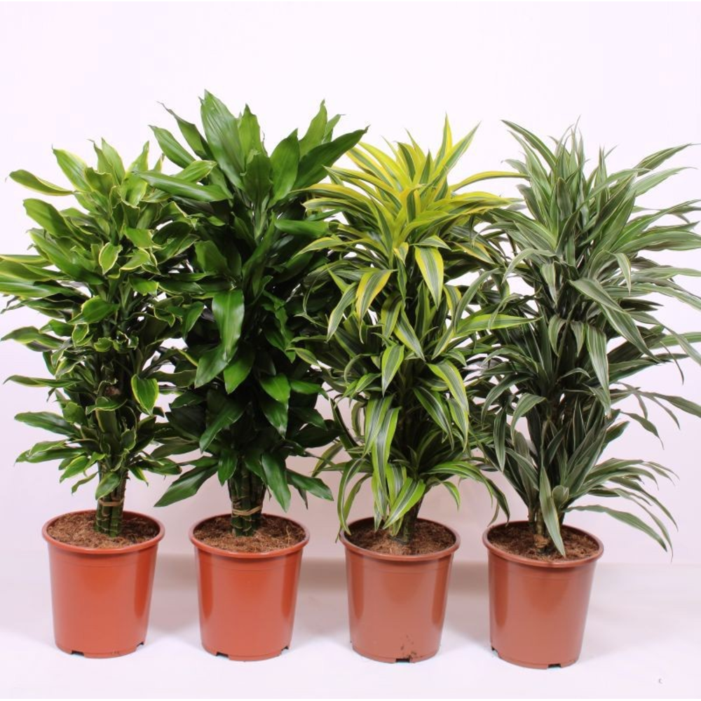 Dracaena fragrans Mixkar 27.