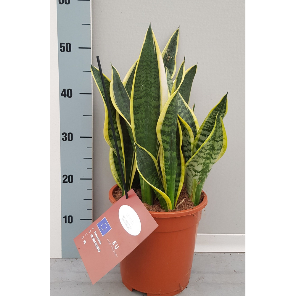 Sanseveria Laurentii 21cm.