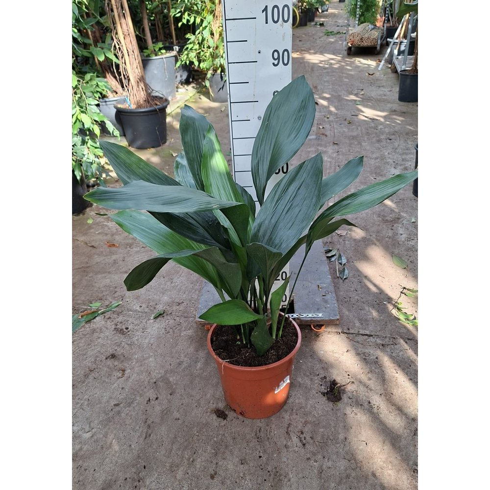 Aspidistra XL.